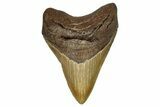 Fossil Megalodon Tooth - North Carolina #245838-1